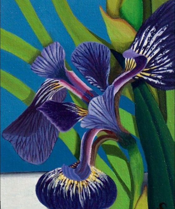 Iris in Front of Window