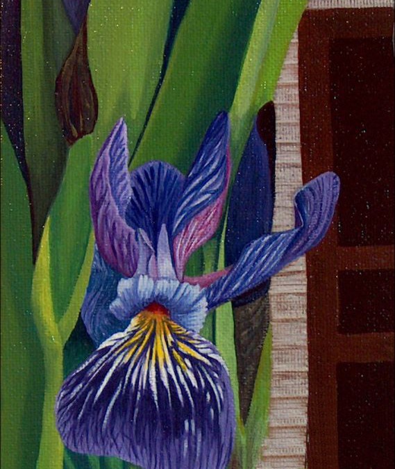 Iris in Bunyan’s Cove