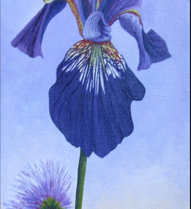 Janes Iris