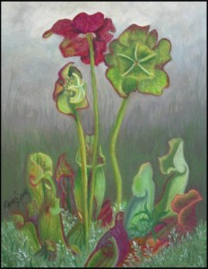 A Pitcher Plant for Paula