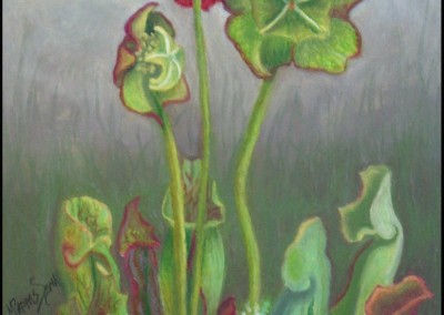 A Pitcher Plant for Paula