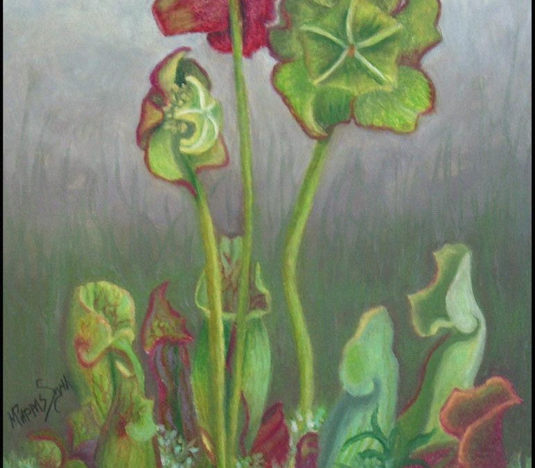 A Pitcher Plant for Paula