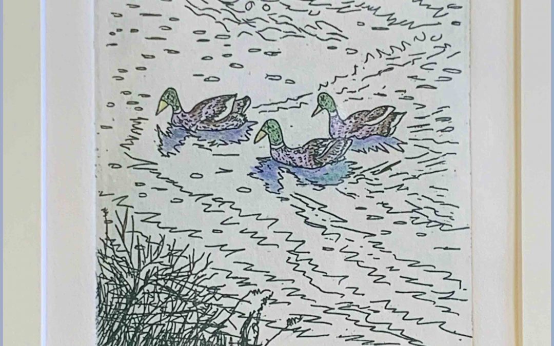 Ducks to the Shore